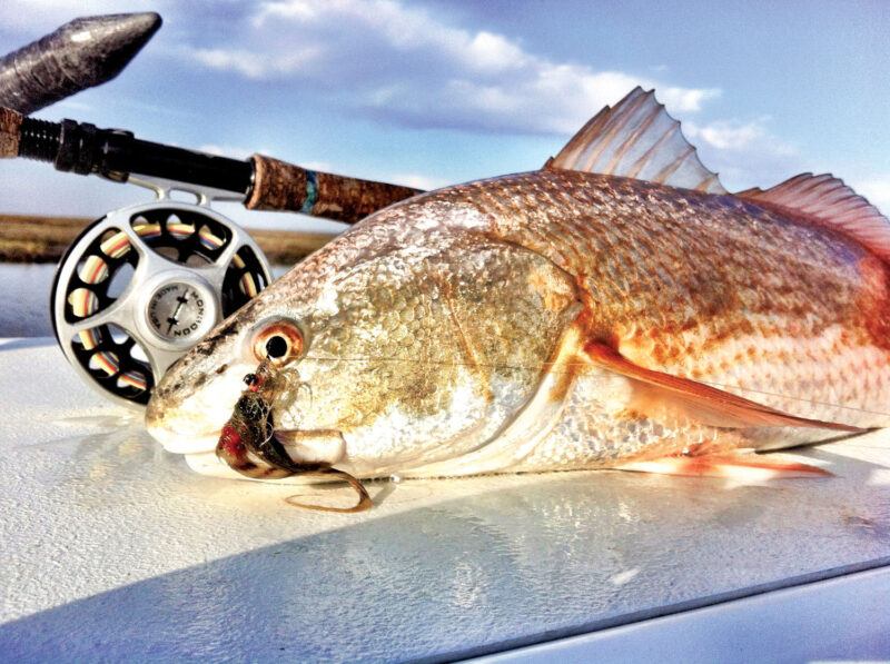 Texas redfish with fly rod in background